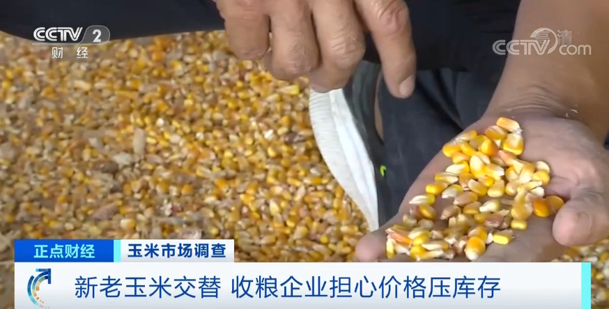 【】连续8个月上涨，还创6年来新高！“玉米”也疯狂？