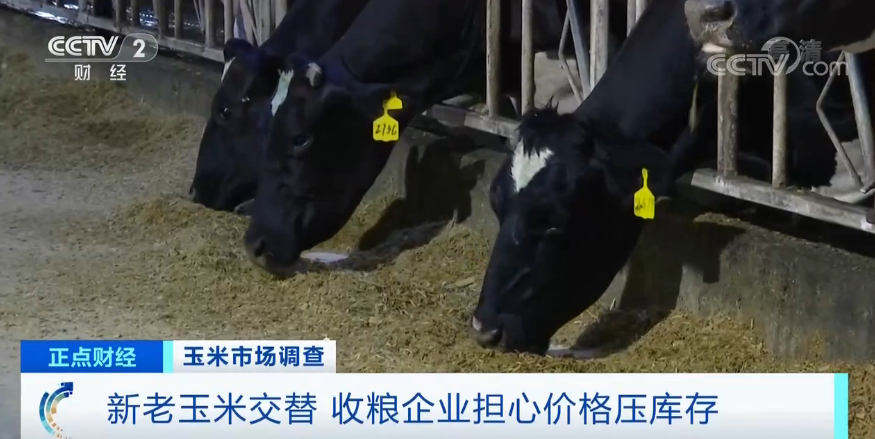 【】连续8个月上涨，还创6年来新高！“玉米”也疯狂？