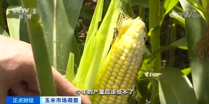 【】连续8个月上涨，还创6年来新高！“玉米”也疯狂？