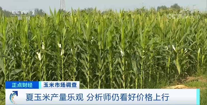 【】连续8个月上涨，还创6年来新高！“玉米”也疯狂？