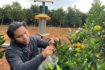 科技小院助力褚橙再升级