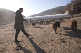 阿里员工黄土高原养猪记：给猪装上计步器，每天跑够2万步