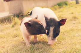 全国政协委员刘永好：养猪户在亏损，要鼓励猪肉消费