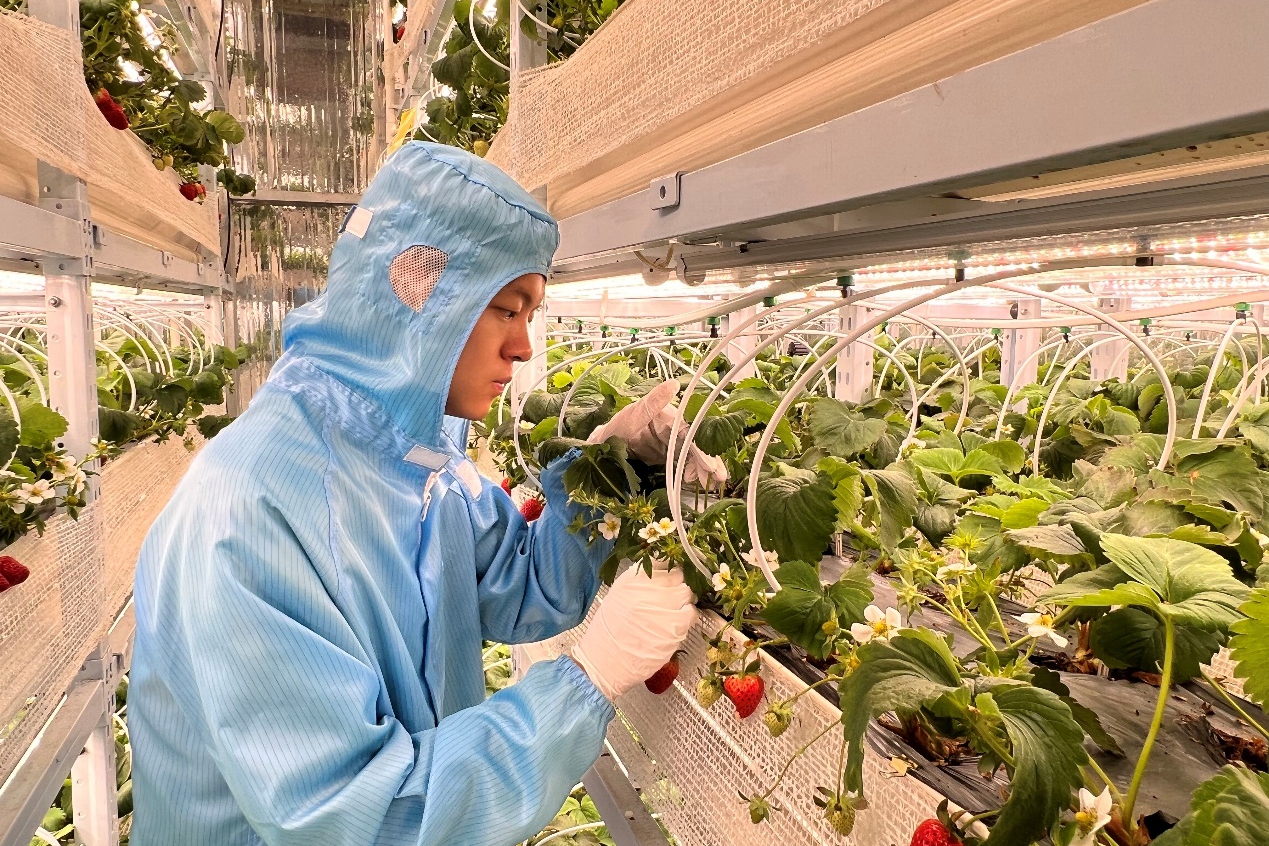 打破季节限定!这届“多多农研”攻关植物工厂精细供养,三伏天种出新鲜草莓