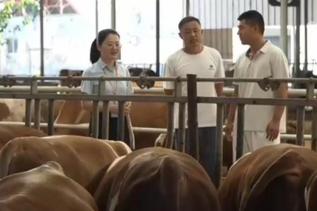 上央视了！平安融易金融科技助力养殖户融资，AI大模型获“点赞”