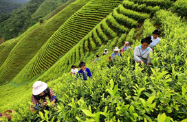 这些苗乡特产卖的特别好 60万人直播间支持“丹寨好物节”