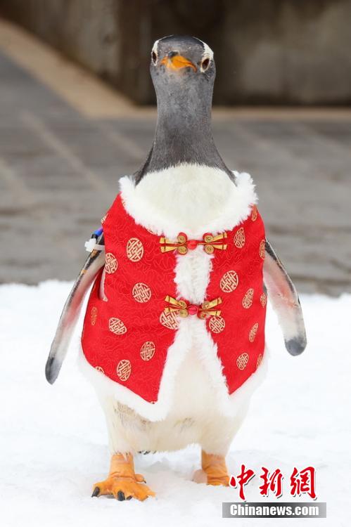 穿上新衣服的小企鹅特别像年画里走出来的小可爱.